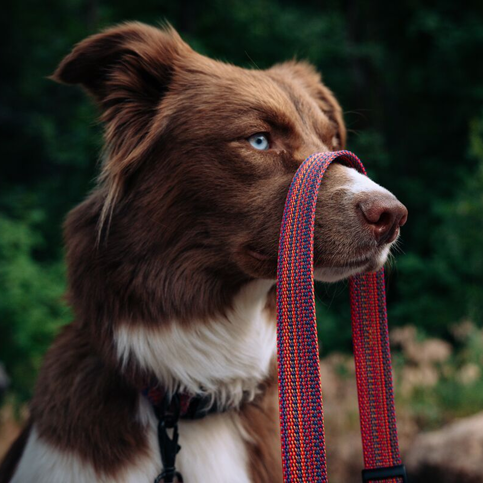 Del D??a Dog Leash - Image 7