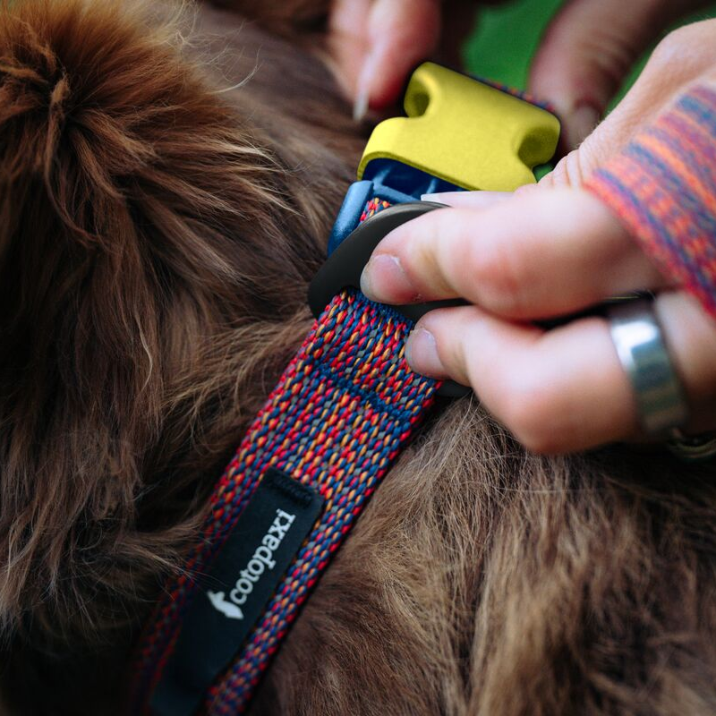 Del D??a Dog Collar - Image 8