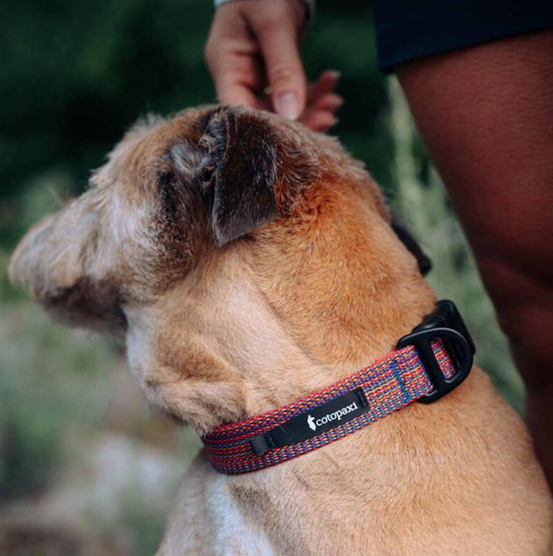 Del D??a Dog Collar - Image 4